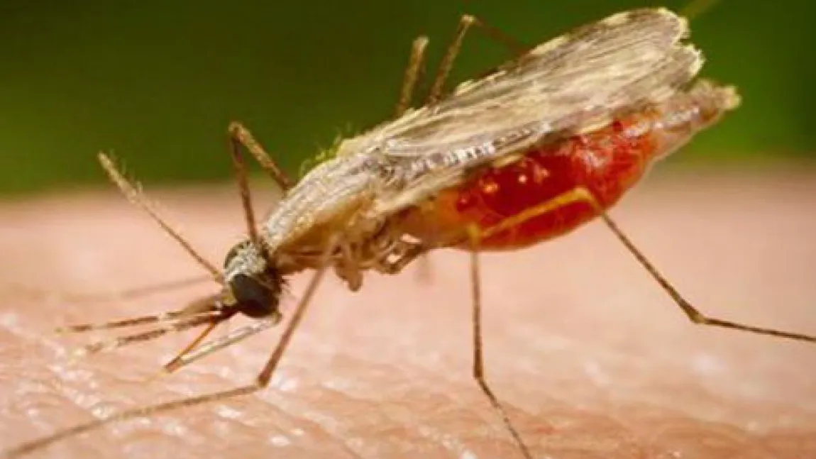 Caz de malarie la Iaşi. Bărbatul de 59 de ani a fost în Africa
