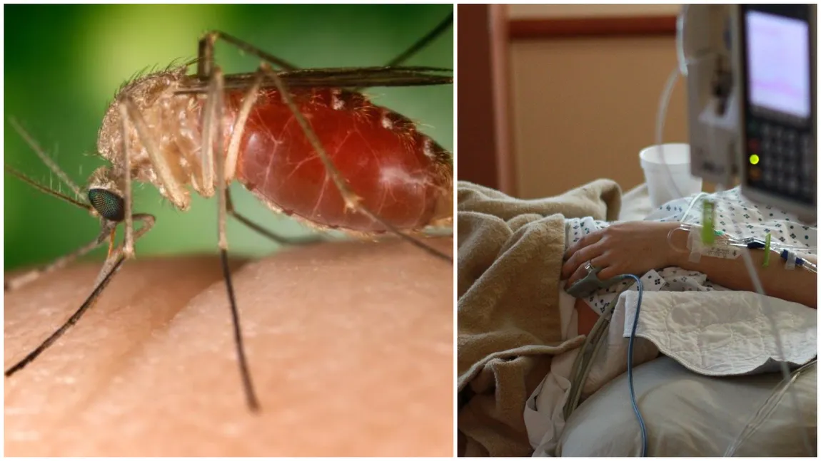 Primul caz de infectare cu virusul West Nile din acest sezon în România