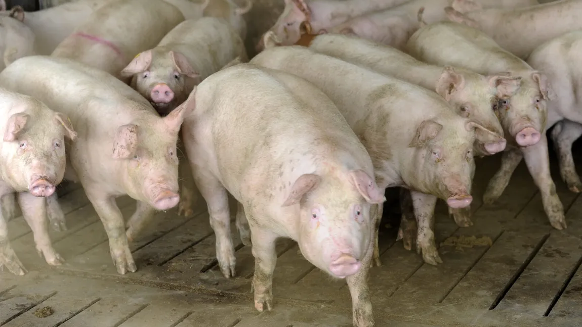 Focar de pestă porcină în Olt. 30.000 de porci vor fi sacrificați în Ipoteşti