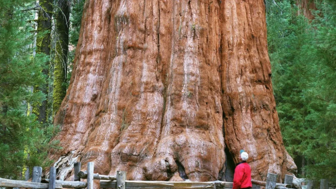 Un sequoia uriaş, Generalul Sherman, a fost împăturit în aluminiu pentru a fi protejat de foc