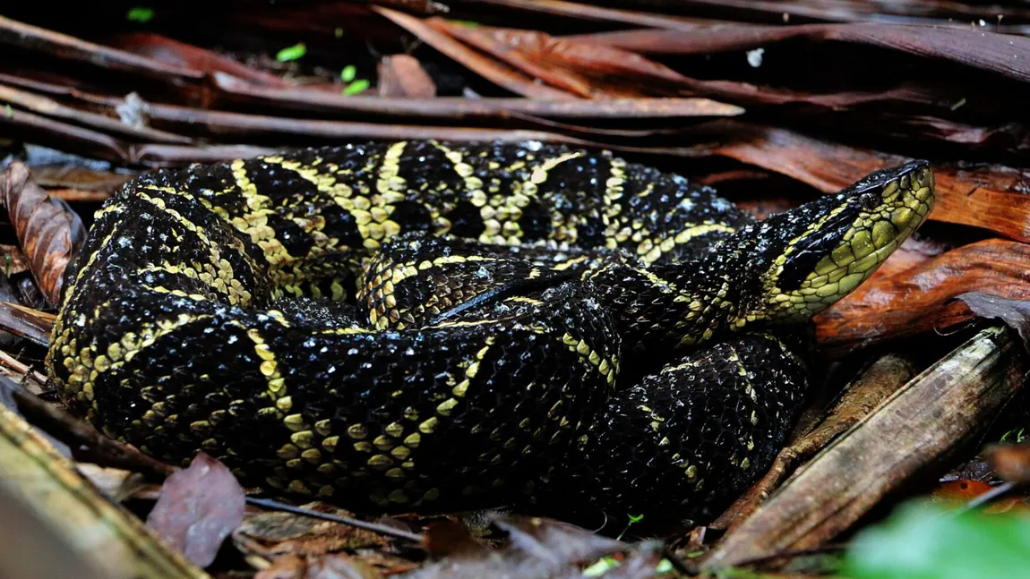 Vipera braziliană ne-ar putea scăpa de coronavirus. Studiul care dă speranţă omenirii