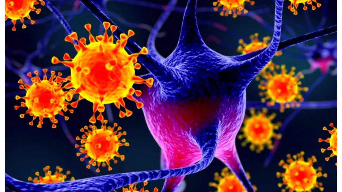 Virusul Nipah, o nouă ameninţare pentru omenire. Care sunt simptomele infectării cu virusul pentru care nu există tratament