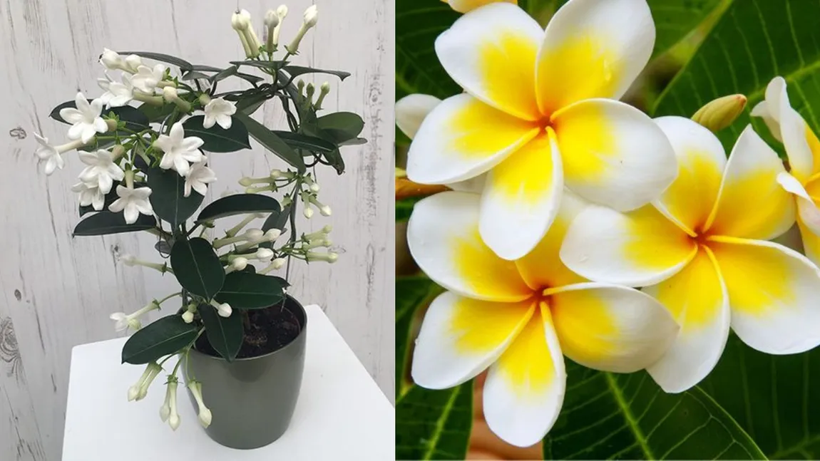 Plantele de apartament care-ți parfumează casa în mod natural. Florile cu mireasmă de ciocolată, vanilie sau scorțișoară