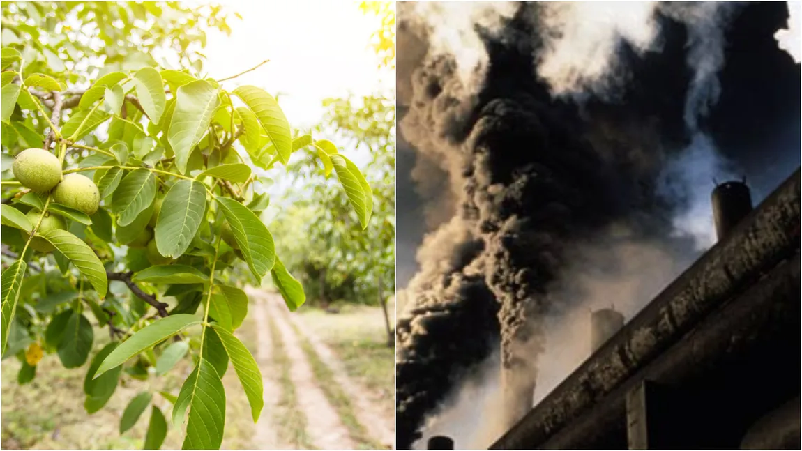 Prima pădure de nuci din România va fi plantată în cel mai poluat oraș din țară