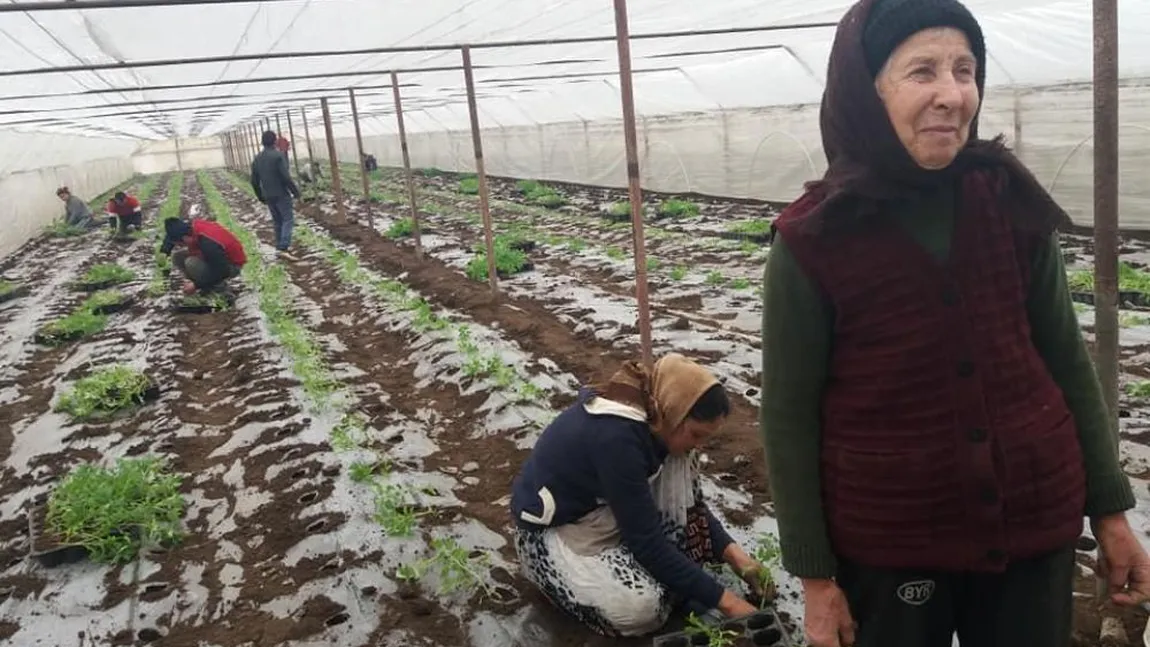 VIDEO! Cum îşi bat joc supermarketurile de micii legumicultori din România: 