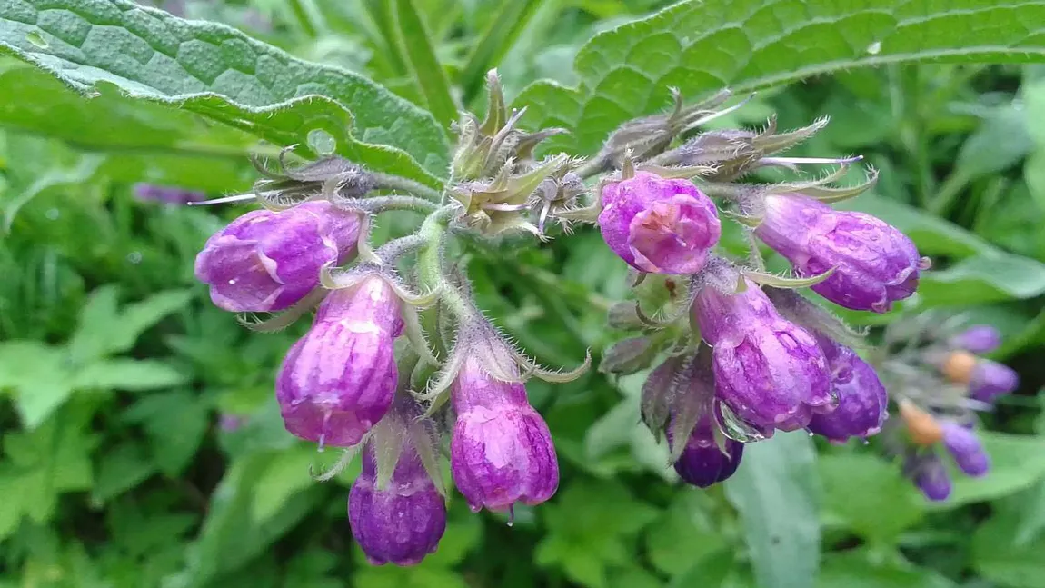 Planta-minune care ajută la ameliorarea a o mie de boli. O găsim pe toate străzile și are beneficii uluitoare pentru organismul uman!