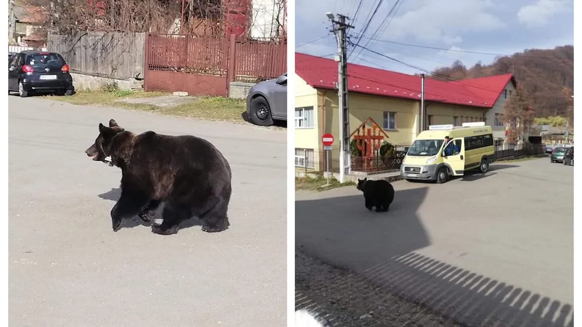 Urs alungat de localnici cu pietre şi topoare. Clipe de panică la o şcoală din Prahova