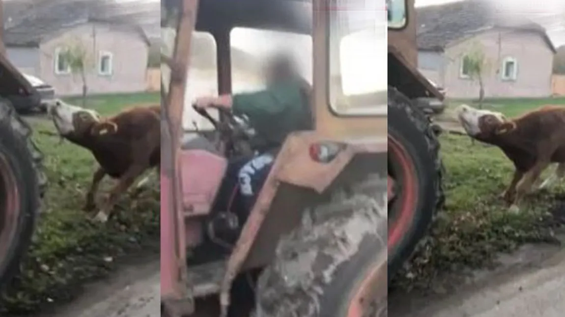 Scene îngrozitoare în Timiș. O vacă a fost legată și târâtă fără milă cu un tractor. Reacția halucinantă a agresorului VIDEO