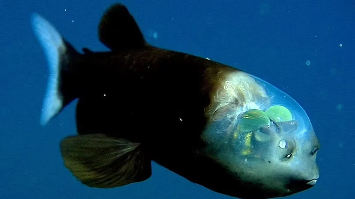 Creatură bizară descoperită în adâncul oceanului. Are cap transparent și ochi globulari stranii VIDEO