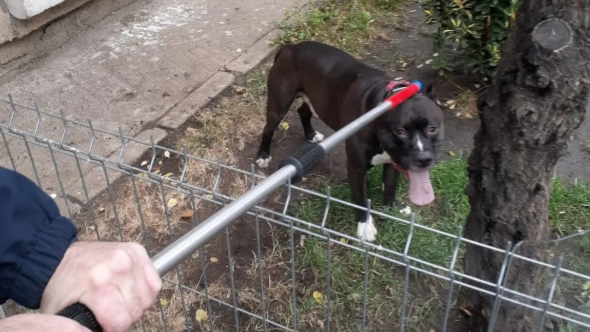 Femeie atacată de un pitbull în Galaţi. Câinele agresiv a fost un pericol şi pentru jandarmi