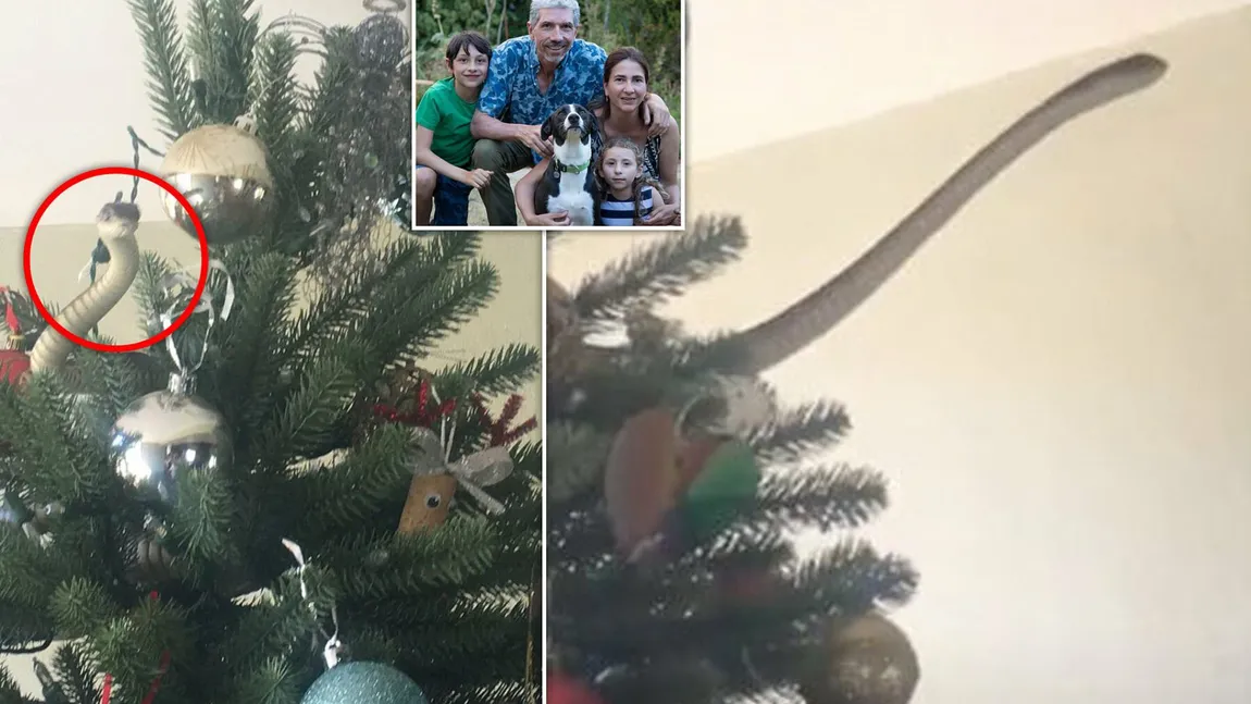 Au împodobit bradul de Crăciun cu un şarpe veninos. Şocul unei familii cu doi copii, după ce a terminat de aranjat decoraţiunile VIDEO