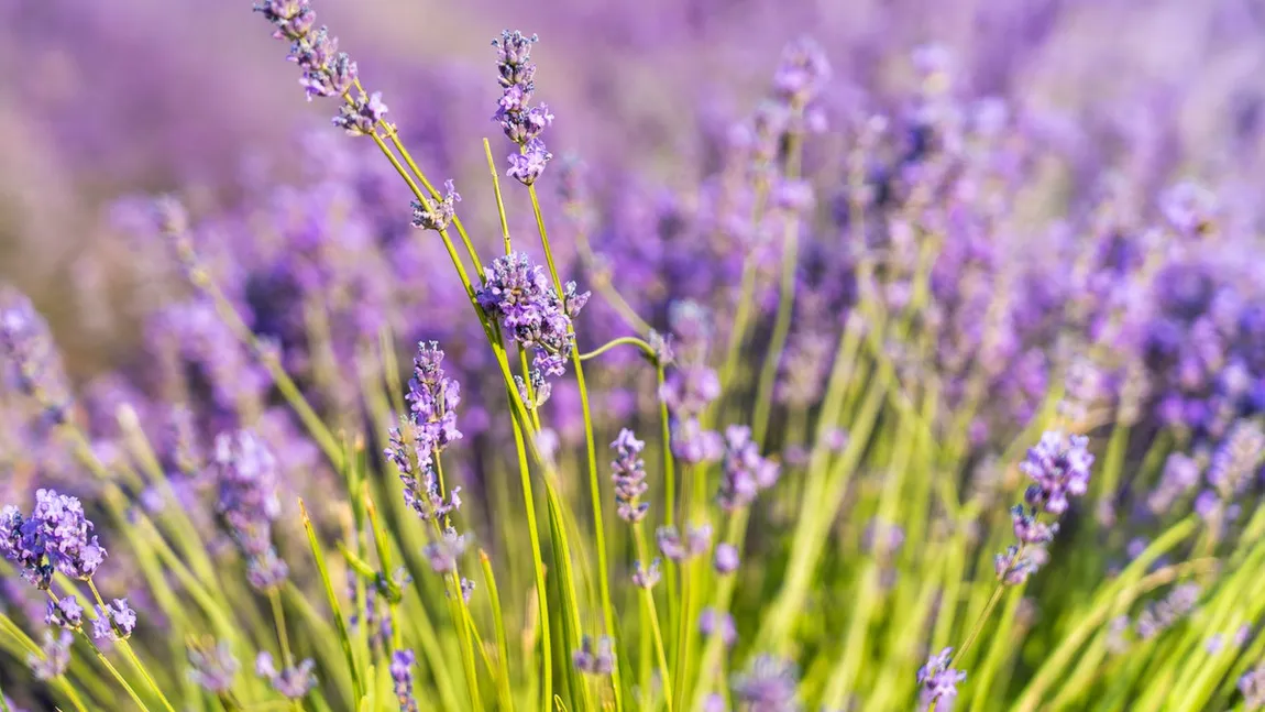 Trei plante naturale care te scapă de alergii. Lavanda calmează iritațiile de pe piele și reduce inflamația căilor respiratorii