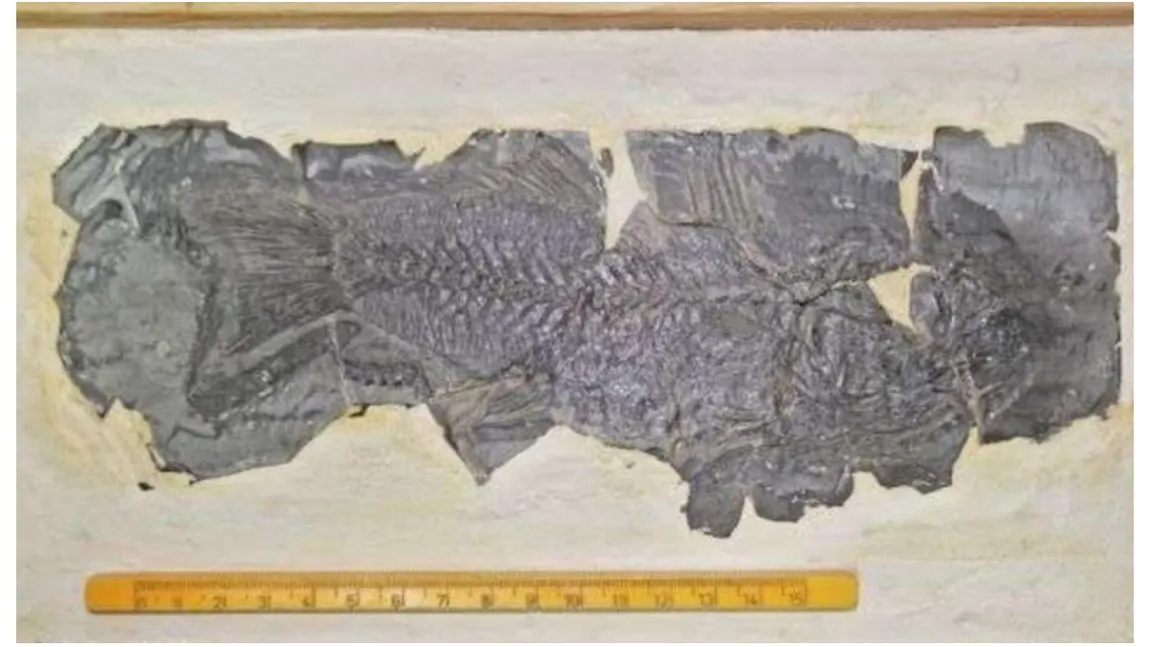 Cea mai veche fosilă a unui biban de mare din Europa, descoperită de cercetătorii români