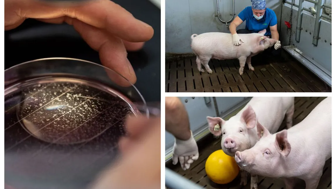 Germania va creşte porci modificați generic pentru transplanturi de inimă la om