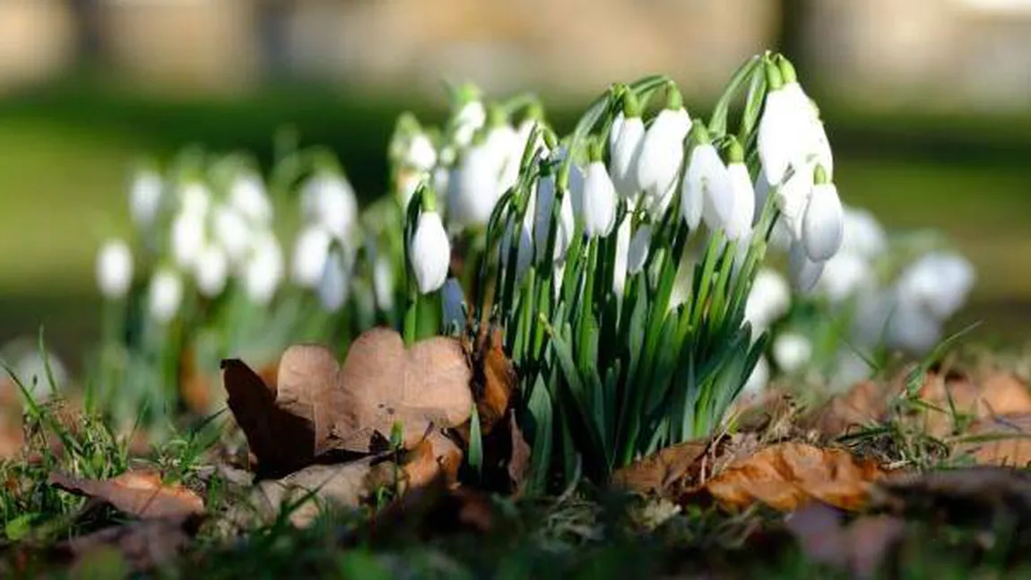 Prognoza meteo 16 februarie. Vreme caldă şi temperaturi de primăvară în toată ţara