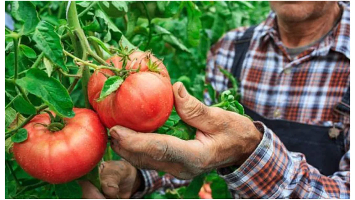 Programul Tomata 2022. Decizia luată de Guvernul Ciucă