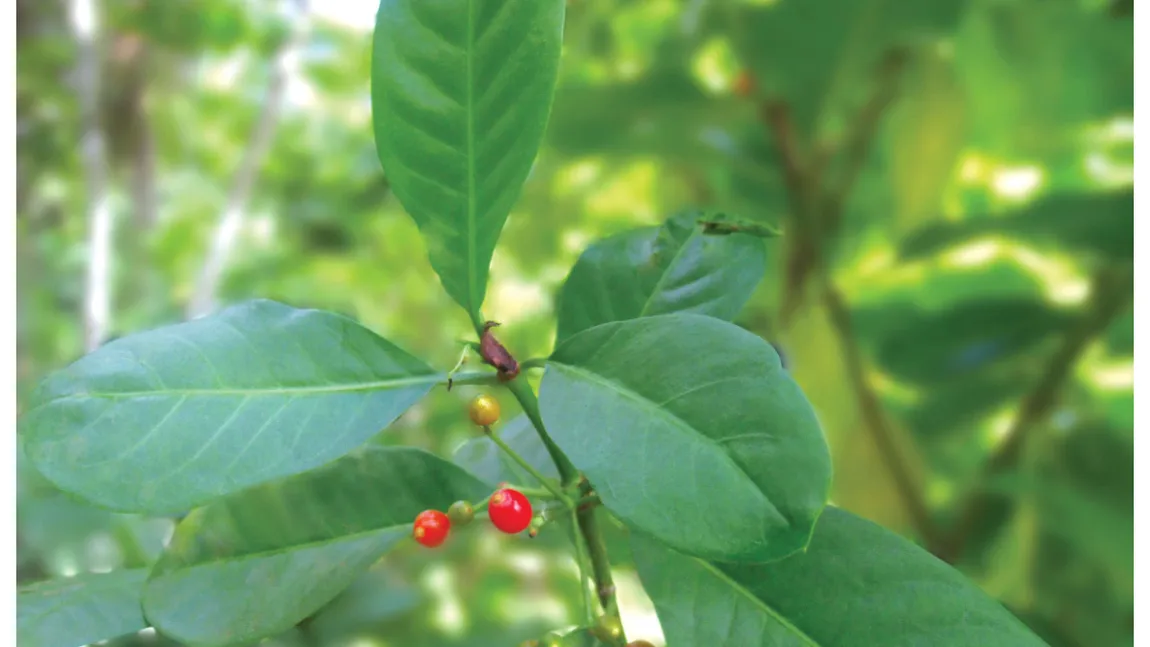 Planta minune care poate trata cancerul, diabetul sau Parkinson. Creşte în curţile oamenilor