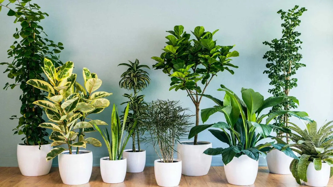 Top 7 plante aducătoare de noroc. Ce plante trebuie să ai în casă dacă vrei să ai noroc la bani, în dragoste, în carieră sau dacă vrei să îndepărtezi energiile negative