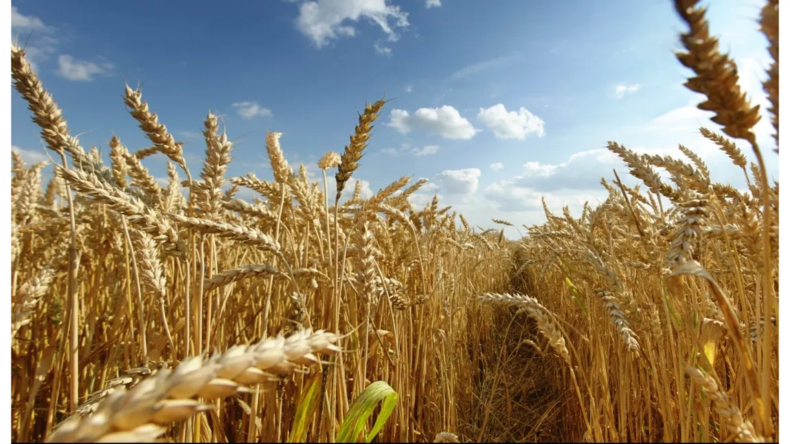 După izbucnirea războiului în Ucraina, România a devenit cel mai mare exportator de grâu şi orz din UE
