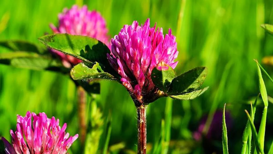 6 plante care detoxifică organismul. Trifoiul roşu şi păpădia, printre cele mai eficiente