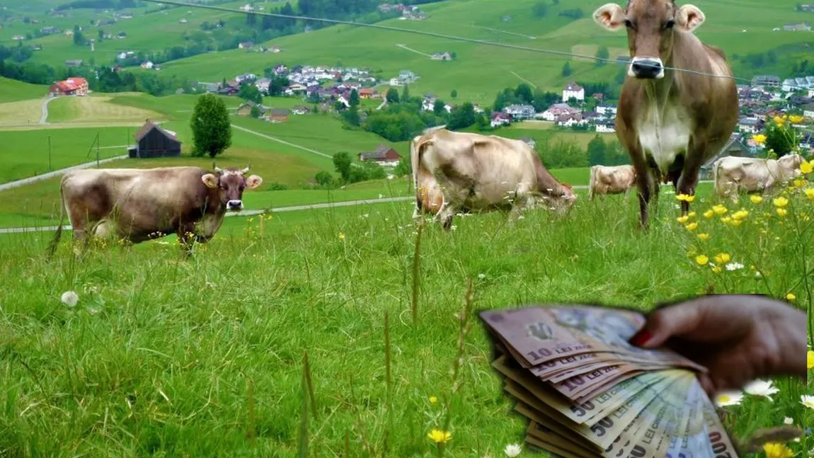 Cu cât se vinde acum un hectar de pășune în România. Prețurile au explodat de-a dreptul!