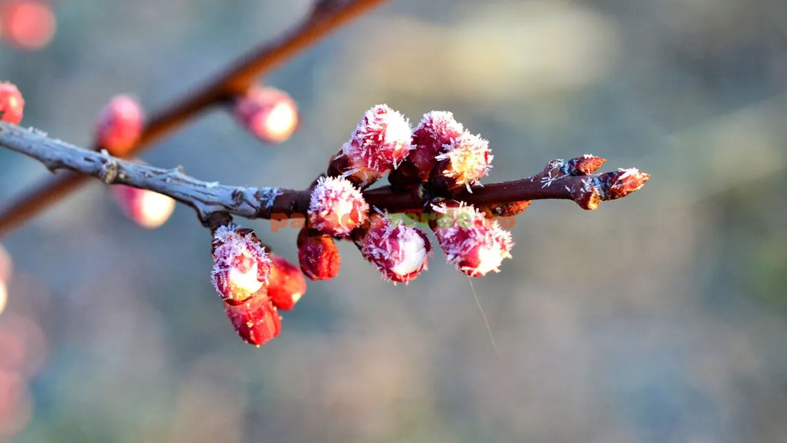 Prognoza meteo 5 aprilie. Vreme rece în toată ţara. Brumă şi temperaturi sub pragul de îngheţ la început de aprilie