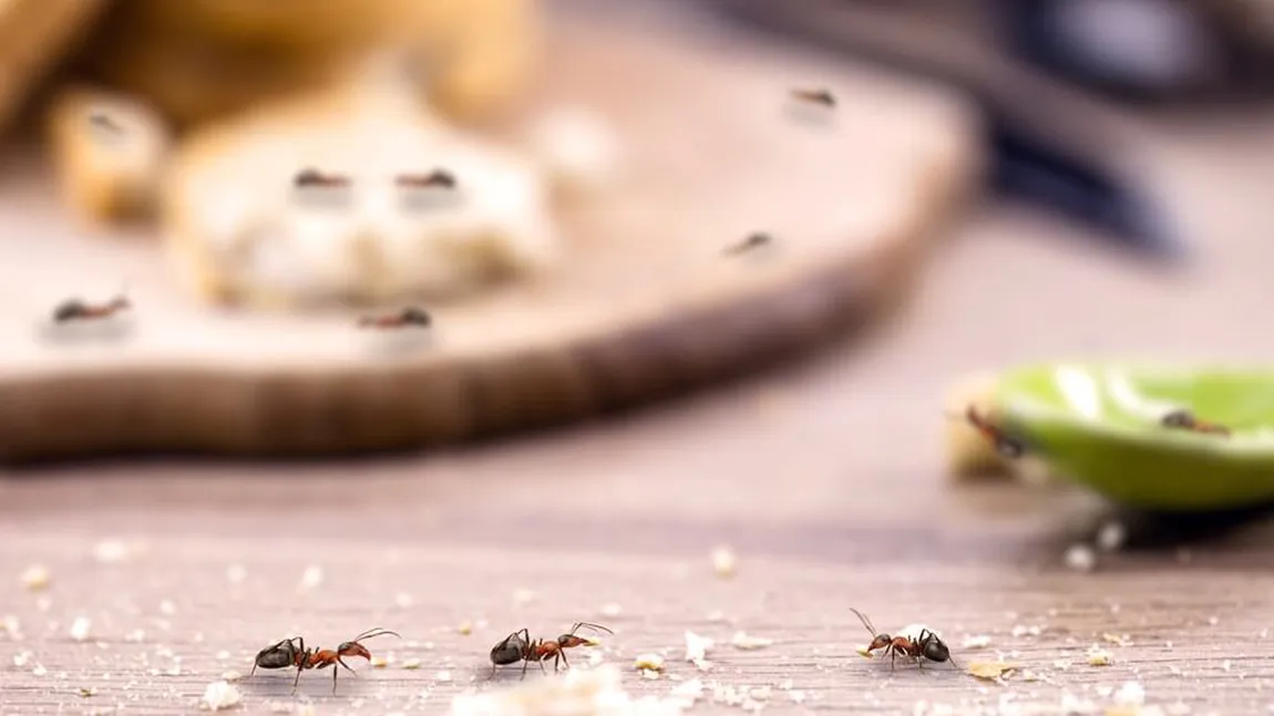 Cum scapi de furnicile, gândacii de bucătărie şi păianjenii care ţi-au invadat casa. Metode naturiste care le ţin departe de locuinţa ta