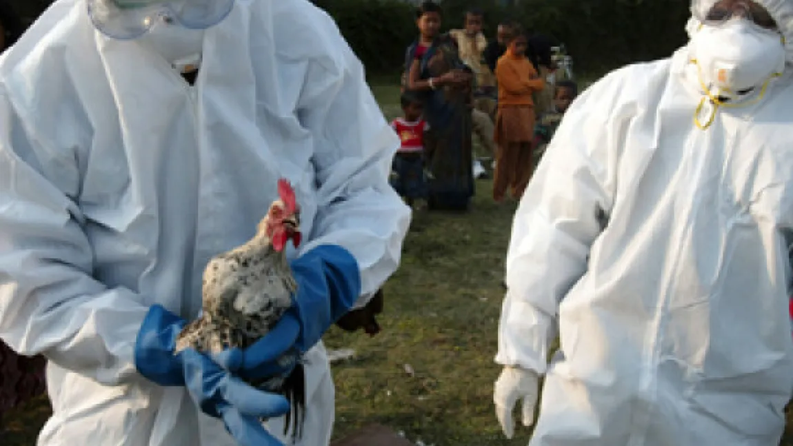 A apărut primul caz de gripă aviară H3N8 la om. Un băiat de patru ani, testat pozitiv