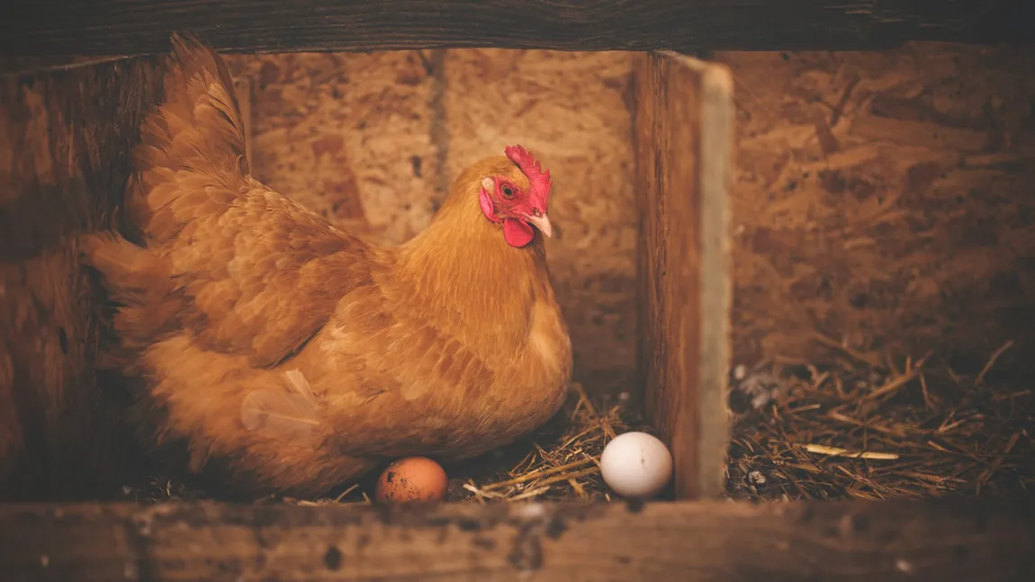 Ce e de făcut ca găinile să nu mai mănânce ouă. Trei metode eficiente de a descuraja acest obicei dăunător