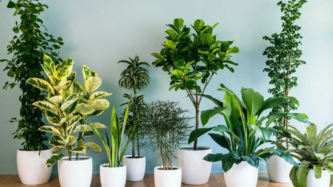 Plantele care îți cresc oxigenul din casă. Ce trebuie să ai neapărat în locuinţa ta
