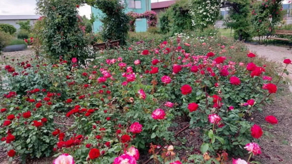 Acesta e satul din Transilvania care aprovizionează toată țara cu trandafiri. Are 1.000 de locuitori și produce aproape 2 milioane de fire de plante