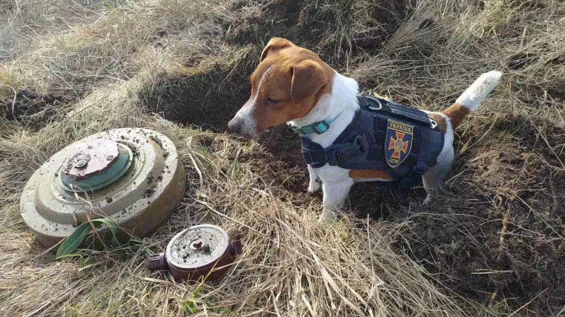 Patron, câinele care a ajutat la găsirea de mine lăsate de ruşi, decorat de Zelenski VIDEO