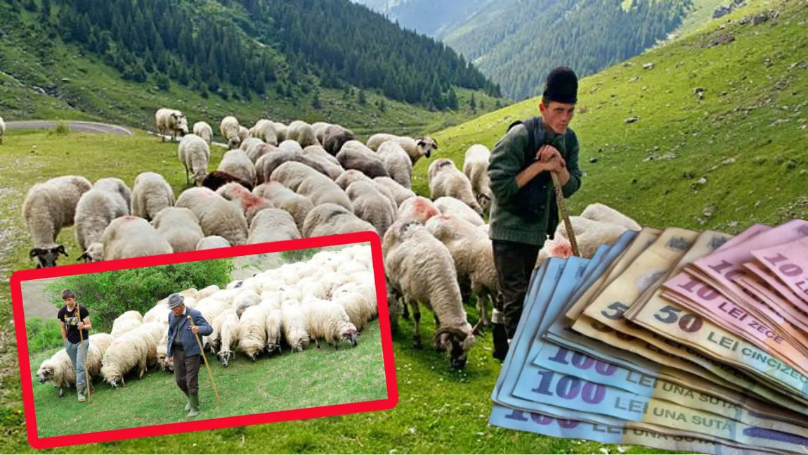 Criză de ciobani în România. Proprietarii de turme sunt disperaţi. Oierii refuză şi salarii de 4.000 de lei pe lună