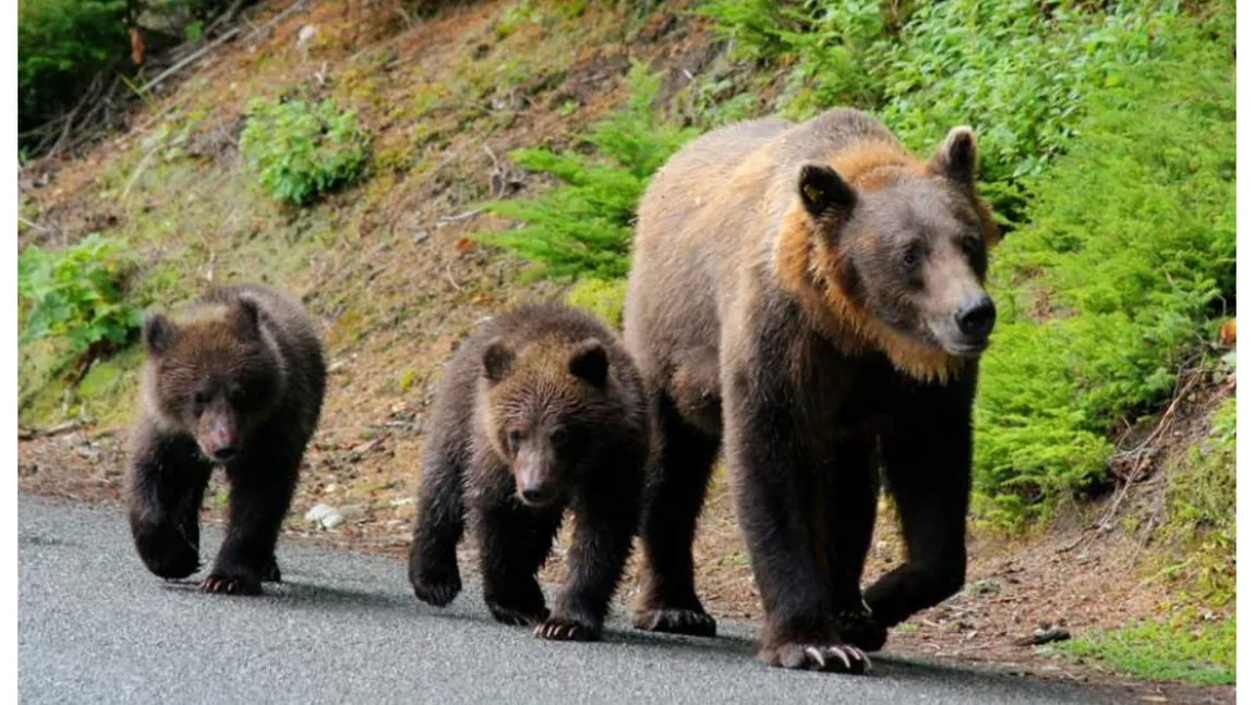 Scandal! Trei urşi tineri au fost împuşcaţi după ce au intrat în Miercurea Ciuc: 