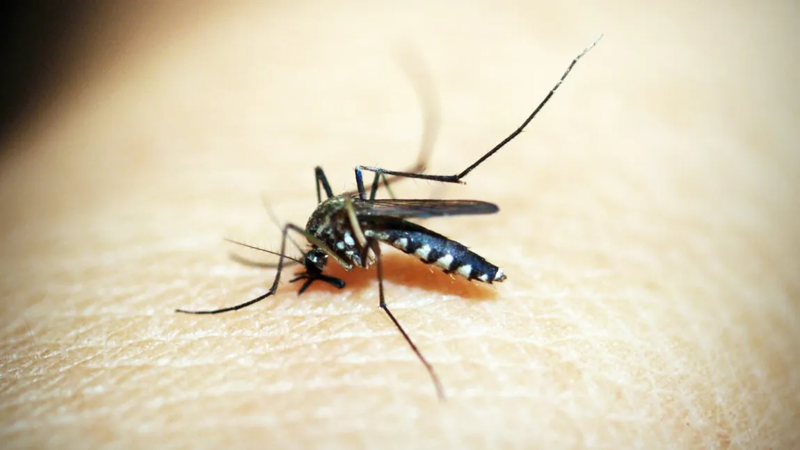 Cum să scapi de mușcătura țânțarilor. Trucuri simple care te ajută să îi ții la distanță