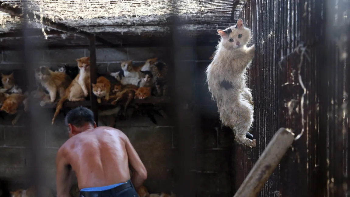 Muncitorii asiatici, acuzaţi că le mănâncă pisicile românilor, alertă pe reţelele de socializare. 