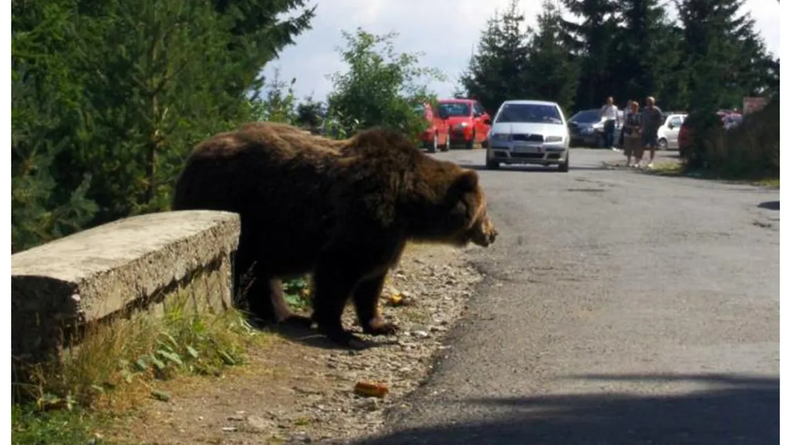 S-a emis Ro-Alert. Un bărbat a fost atacat de urs la Sibiu. Atenţionare pentru turişti înainte de weekend