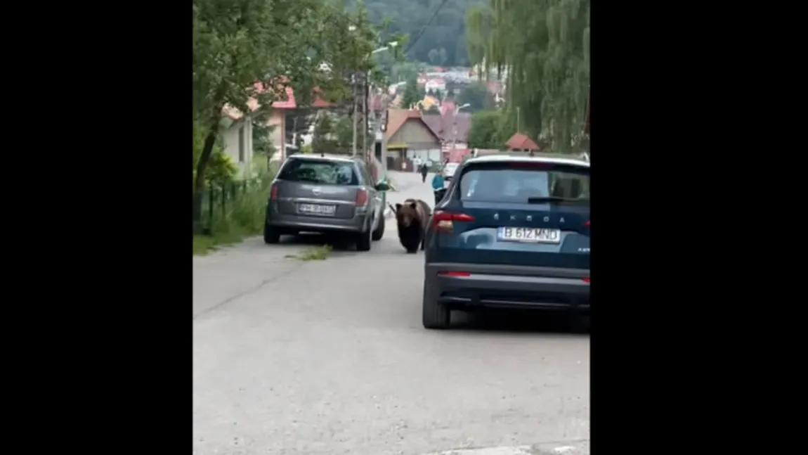 Urșii se plimbă pe străzile de pe Valea Prahovei ca în pădure. Localnicii îi privesc ca pe niște animale de companie, iar autoritățile au uitat să mai intervină. Imagini incredibile!