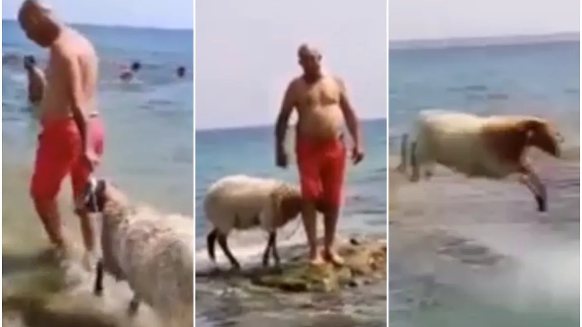 Apariție inedită pe litoral. Un bărbat a intrat cu oaia în mare. VIDEO