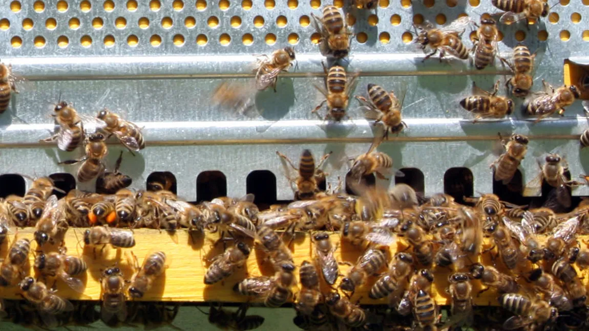 Seceta afectează grav producţia de miere din România. Apicultorii din vestul ţării îşi duc stupii lângă graniţa cu Ungaria pentru că acolo se irigă terenurile