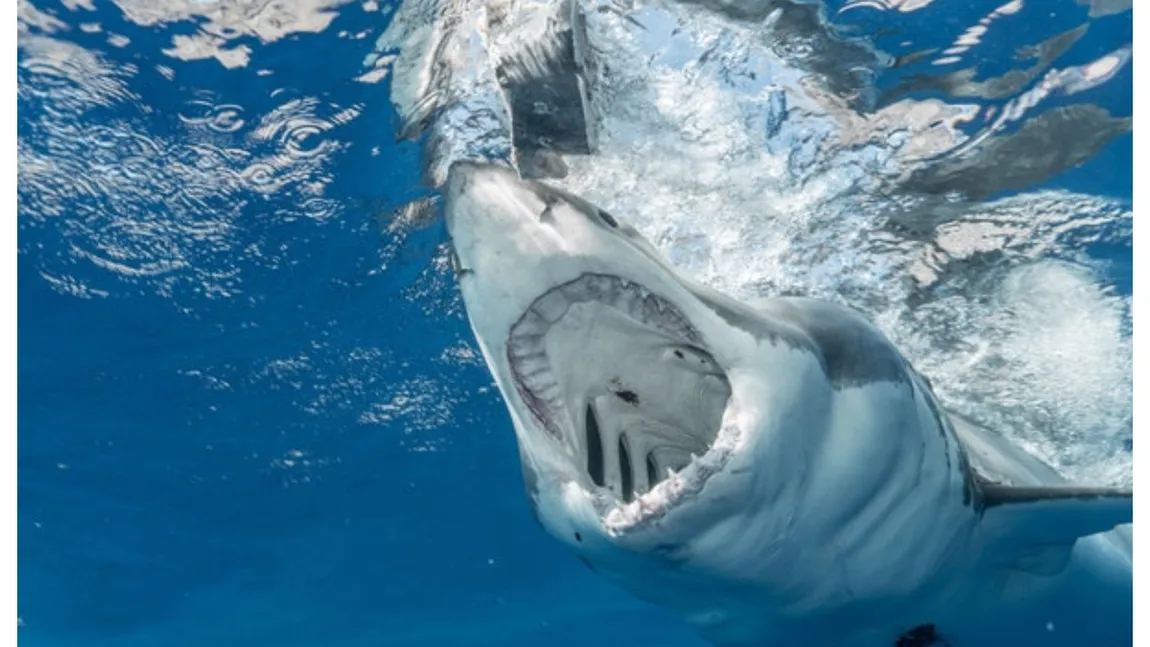 Detalii şocante în cazul femeilor ucise de rechini în Egipt. Martorii fac acuzaţii grave: 