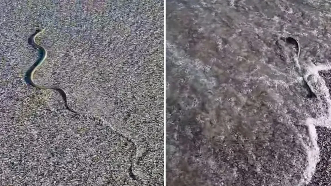 Șarpe filmat pe plaja din Saturn. Reptila a ieşit din mare și s-a târât pe nisip VIDEO