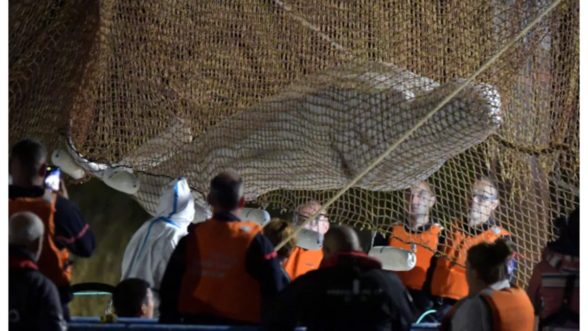 Balena Beluga blocată pe Sena a murit. A fost eutanasiată în timp ce era transportată spre ocean