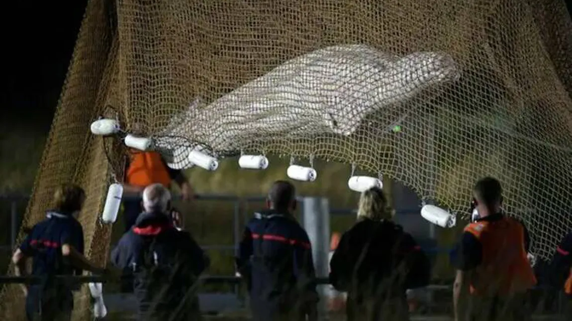 Beluga rătăcită pe râul Sena de o săptămână a fost scoasă din apă