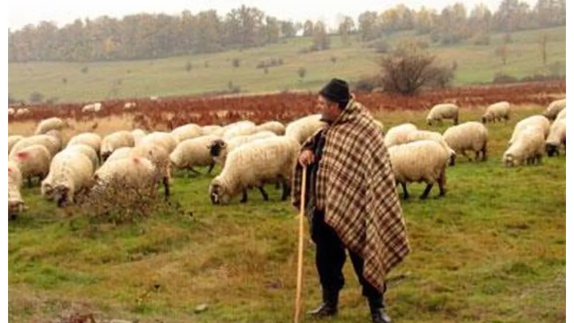 Proprietarii de stâne se plâng că nu găsesc să angajeze ciobani: