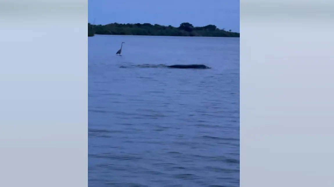 FOTO Creatură dubioasă în lacul unui parc. Are peste 3 metri lungime