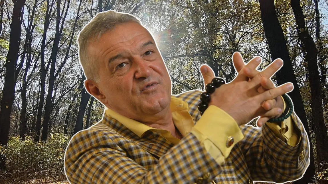 Gigi Becali construieşte locuinţe în pădurea Andronache din Voluntari. Firma de construcţii la care latifundiarul este acţionar majoritar abia a ieşit din insolvenţă