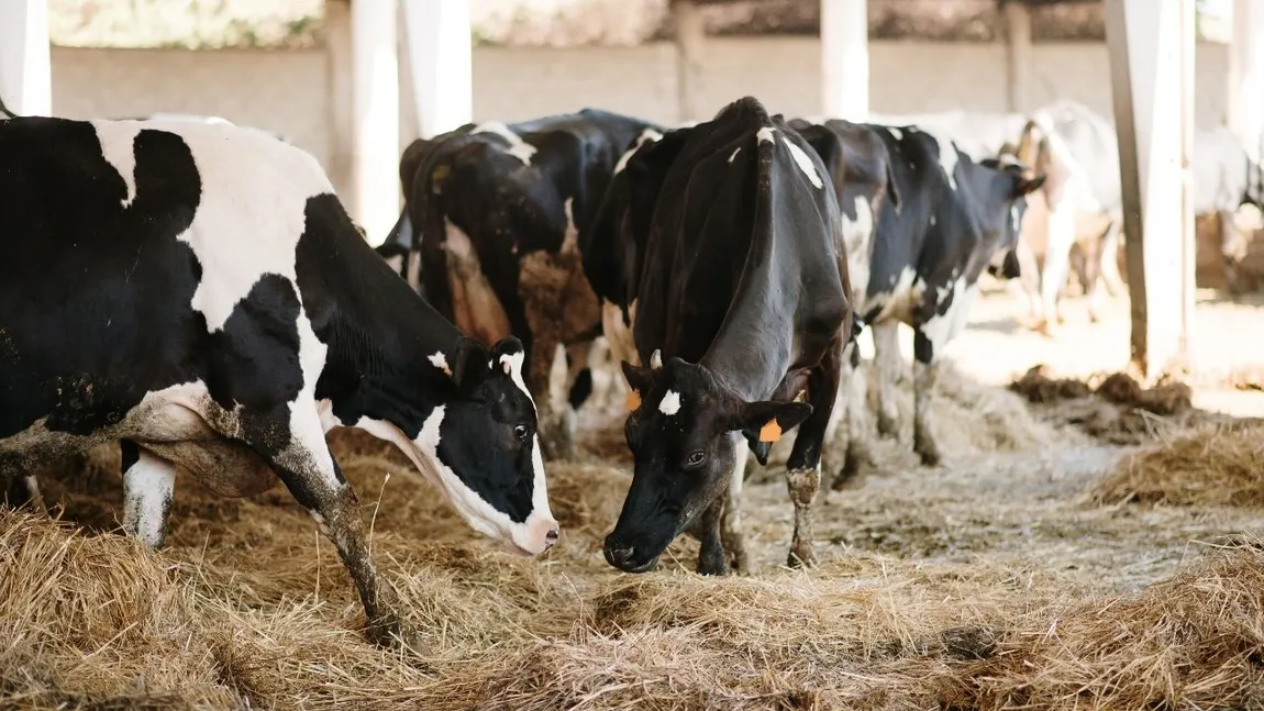 Schema de ajutor de stat pentru crescătorii de vaci a fost publicată în Monitorul Oficial. De când începe depunerea cererilor