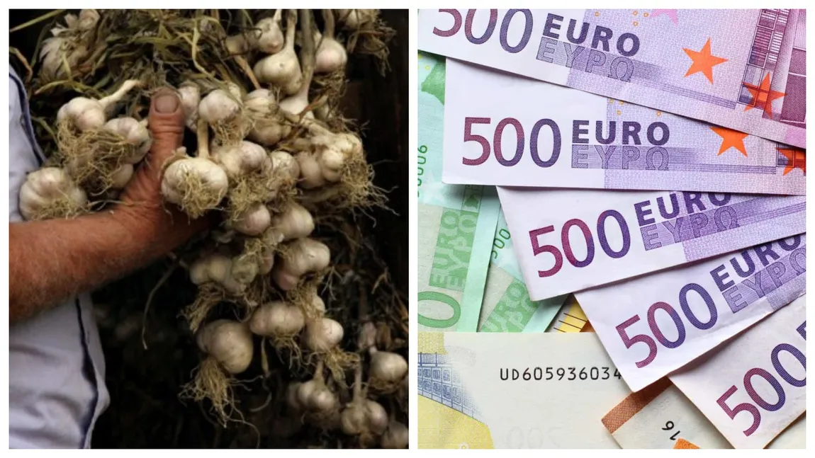 Vești bune pentru producătorii de usturoi! Ministerul Agriculturii vrea să majoreze bugetul pentru Programul Usturoiul