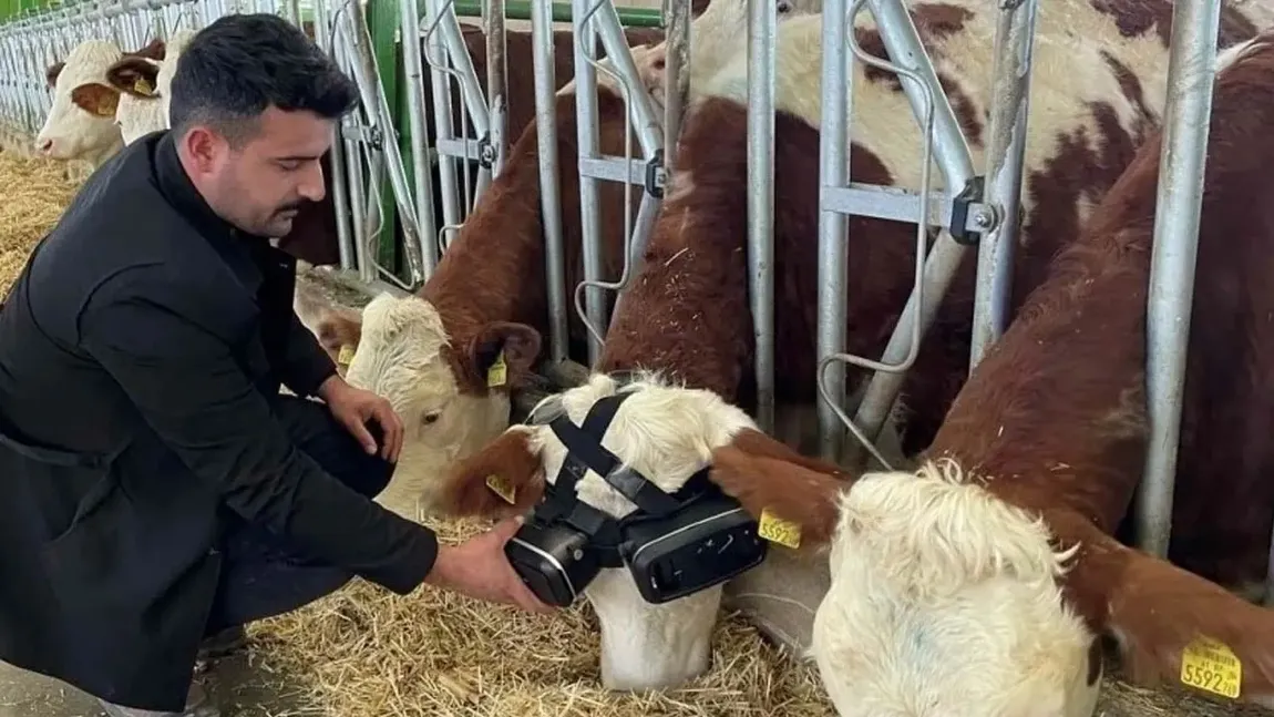 O fermă de vaci foloseşte ochelari cu realitate virtuală pentru ţine animalele fericite şi a obţine astfel o producţie mai bună de lapte